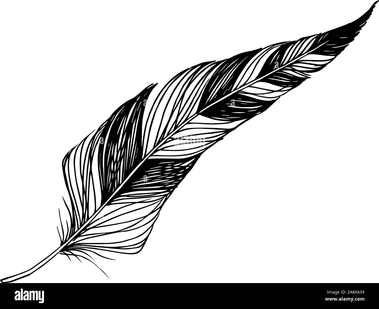 Vector Bird feather from wing isolated. Black and white engraved ink ...