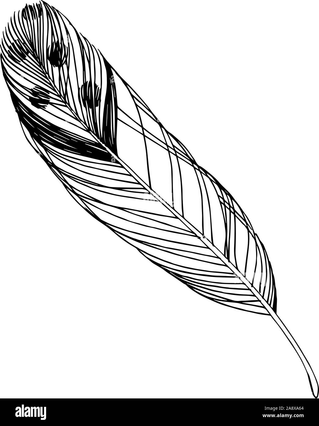 Vector Bird feather from wing isolated. Black and white engraved ink ...