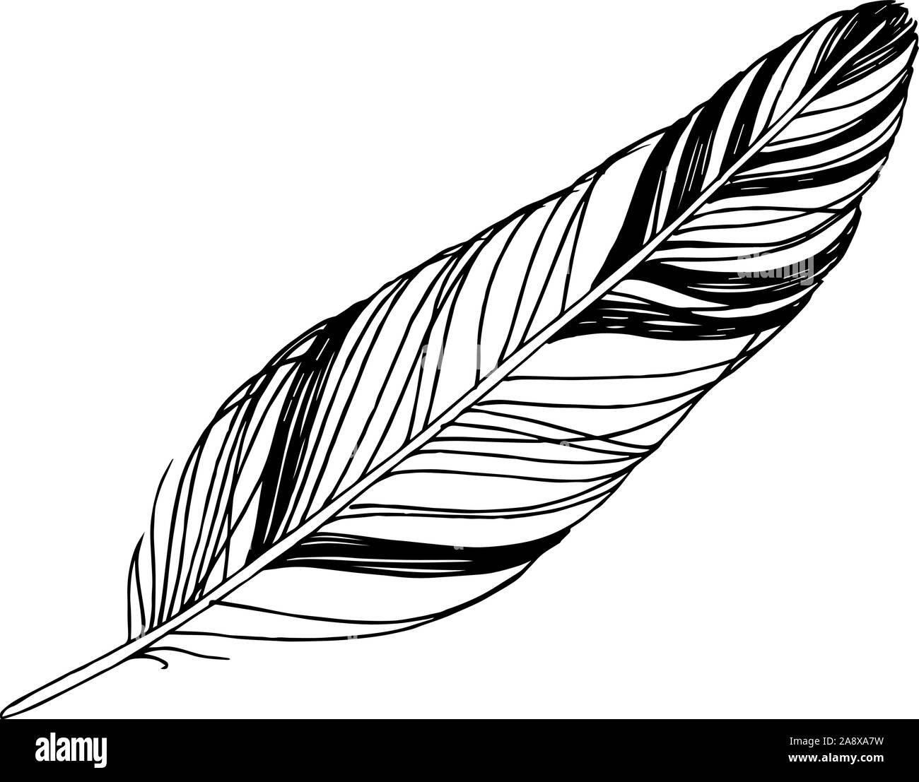 Vector Bird feather from wing isolated. Black and white engraved ink ...