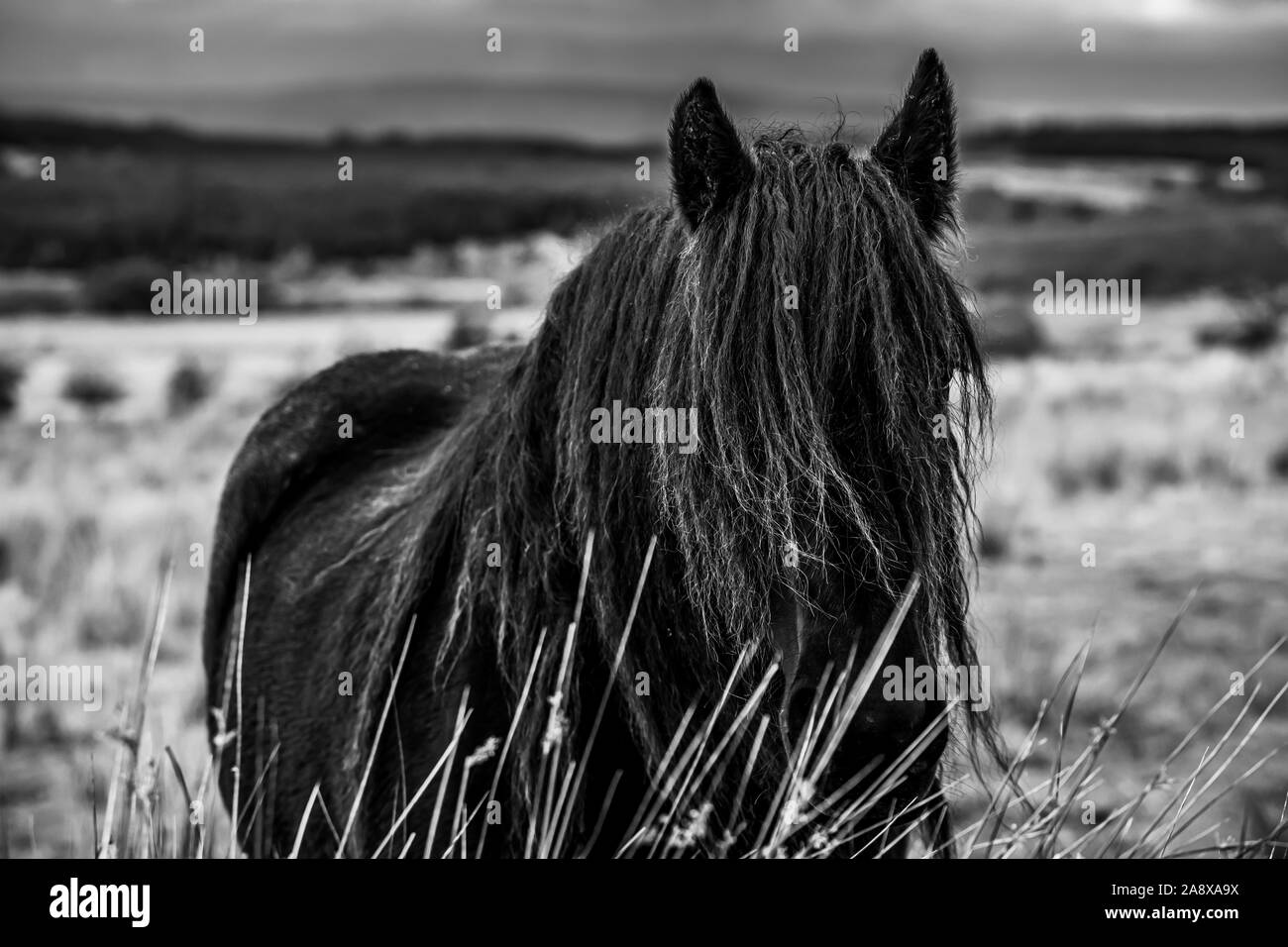 Bewcastle, Carlisle, Cumbria, England, UK. 15th October 2019. Fell ponies graze at Cleughside, just a couple of kilometers inside the English border n Stock Photo
