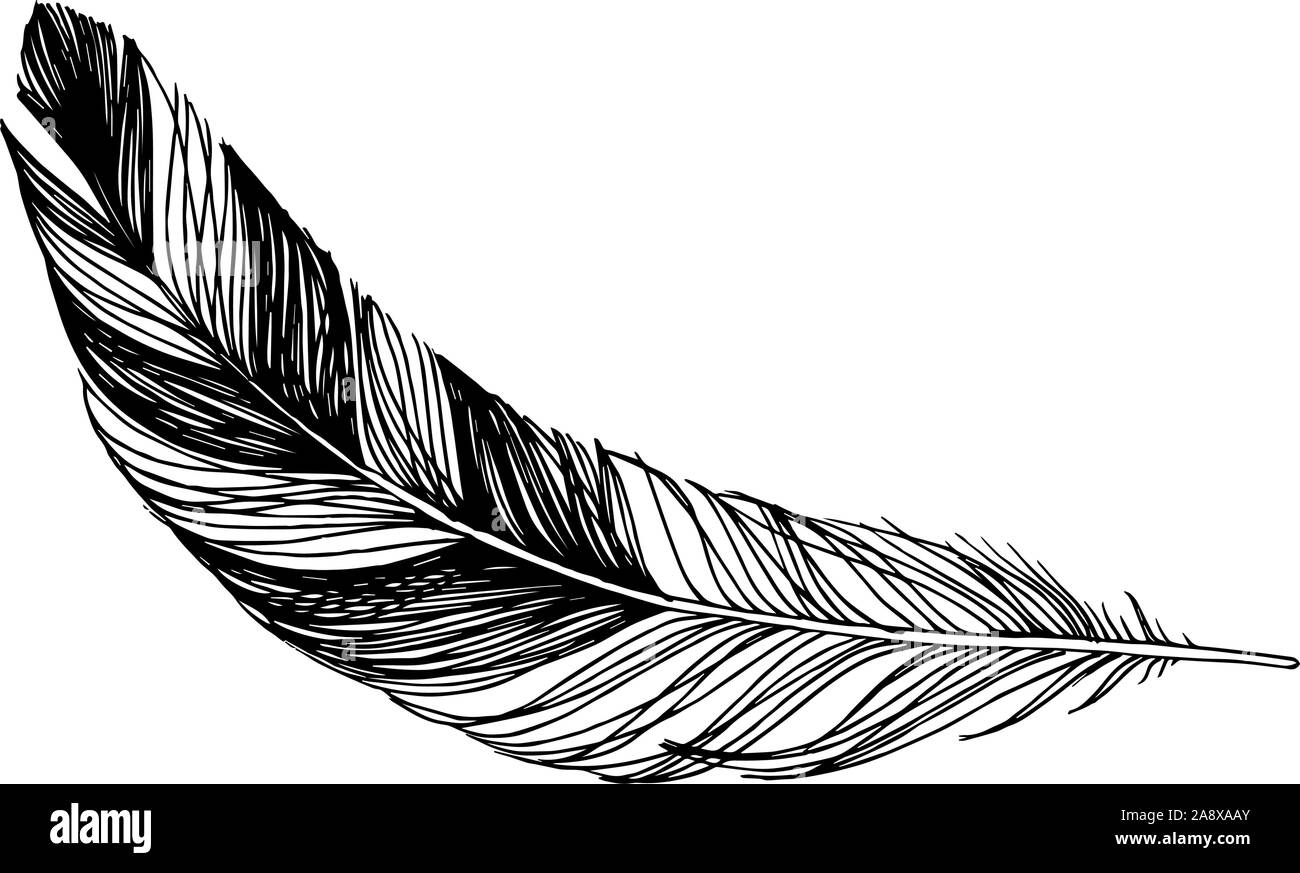 Vector Bird feather from wing isolated. Black and white engraved ink ...