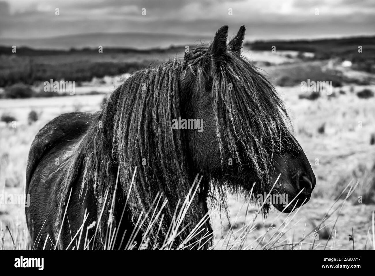Bewcastle, Carlisle, Cumbria, England, UK. 15th October 2019. Fell ponies graze at Cleughside, just a couple of kilometers inside the English border n Stock Photo