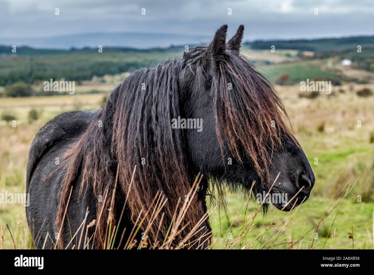 Bewcastle, Carlisle, Cumbria, England, UK. 15th October 2019. Fell ponies graze at Cleughside, just a couple of kilometers inside the English border n Stock Photo