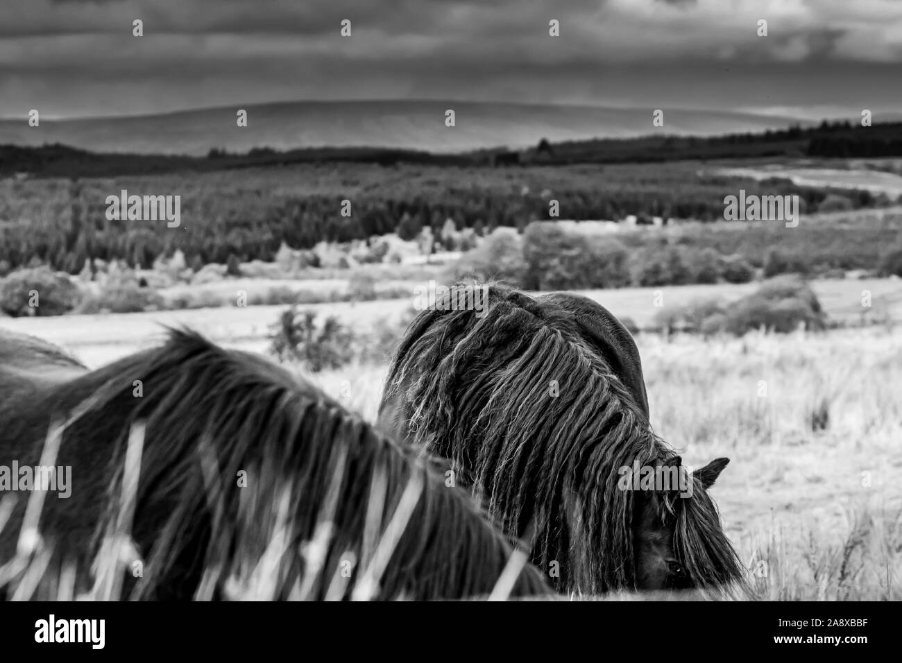 Bewcastle, Carlisle, Cumbria, England, UK. 15th October 2019. Fell ponies graze at Cleughside, just a couple of kilometers inside the English border n Stock Photo