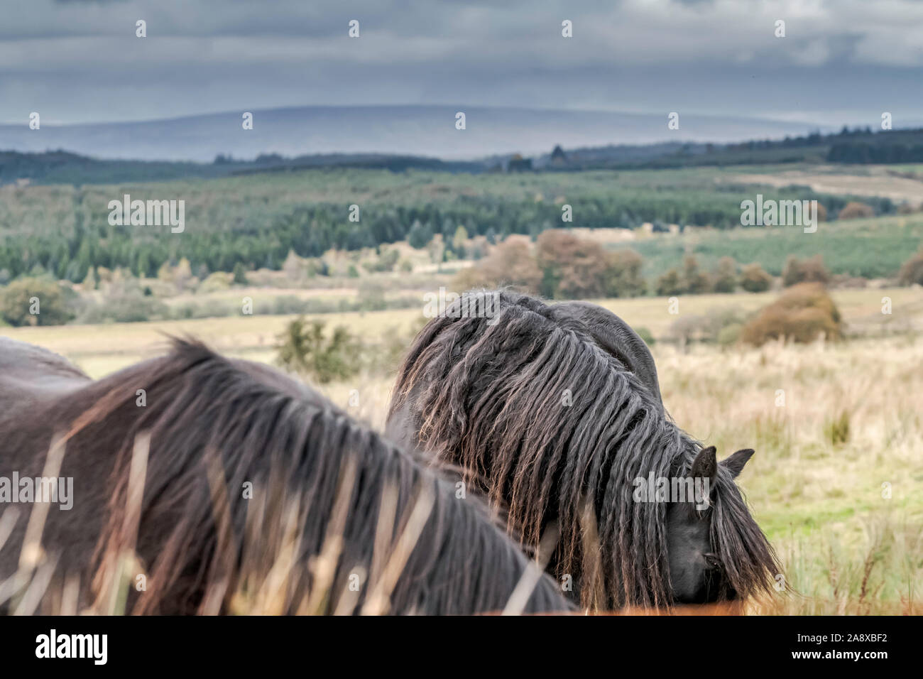 Bewcastle, Carlisle, Cumbria, England, UK. 15th October 2019. Fell ponies graze at Cleughside, just a couple of kilometers inside the English border n Stock Photo