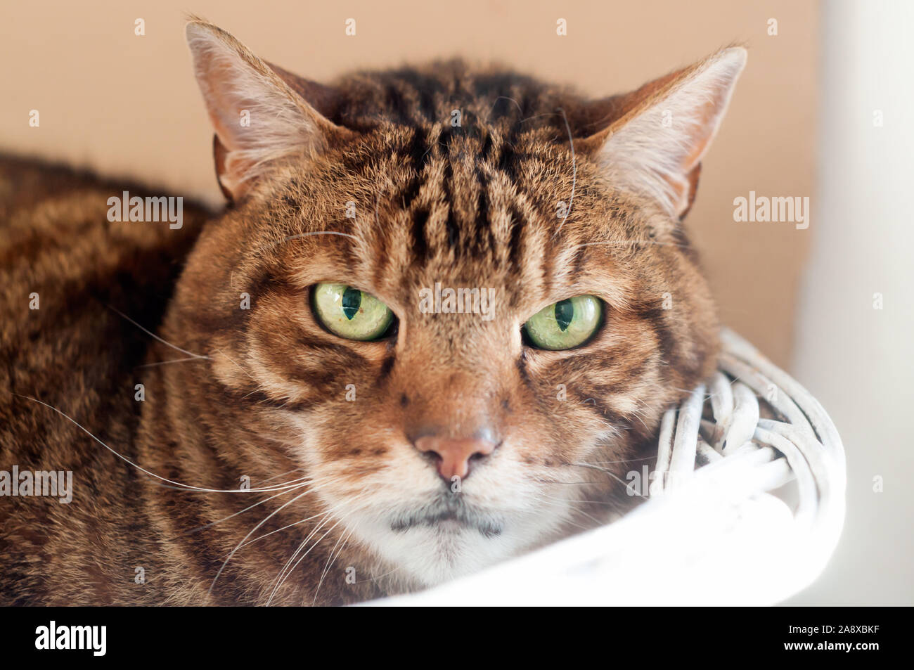 close up of a Beautiful adult striped cat, laying on a white basket looking straight into the camera. Stock Photo