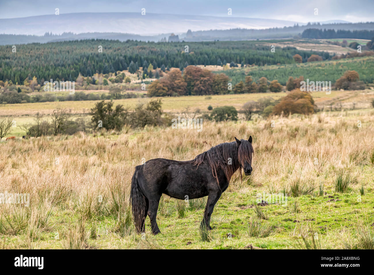 Bewcastle, Carlisle, Cumbria, England, UK. 15th October 2019. Fell ponies graze at Cleughside, just a couple of kilometers inside the English border n Stock Photo