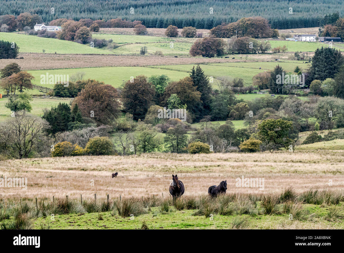 Bewcastle, Carlisle, Cumbria, England, UK. 15th October 2019. Fell ponies graze at Cleughside, just a couple of kilometers inside the English border n Stock Photo