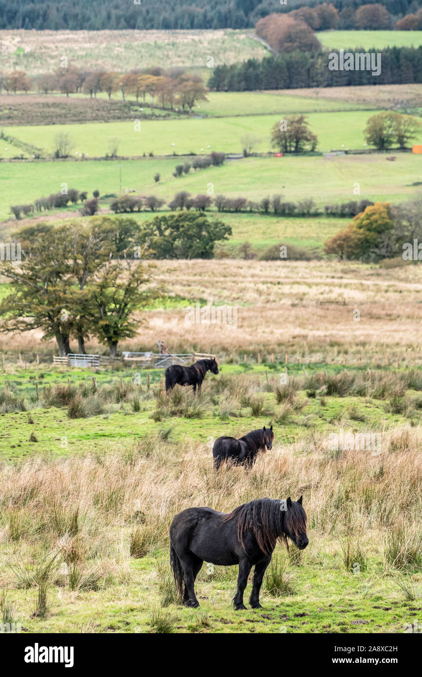 Bewcastle, Carlisle, Cumbria, England, UK. 15th October 2019. Fell ponies graze at Cleughside, just a couple of kilometers inside the English border n Stock Photo