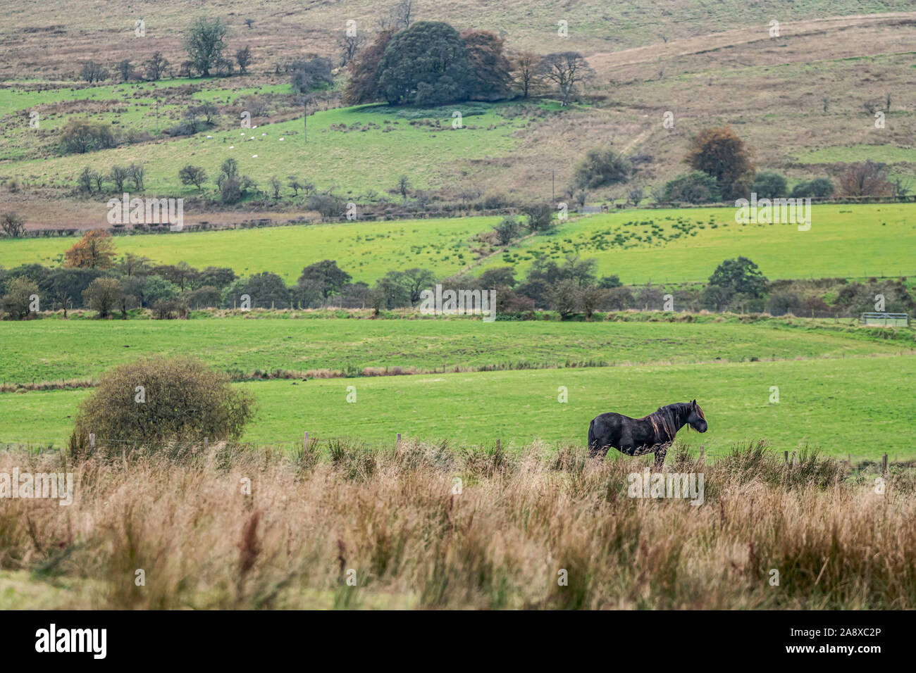 Bewcastle, Carlisle, Cumbria, England, UK. 15th October 2019. Fell ponies graze at Cleughside, just a couple of kilometers inside the English border n Stock Photo