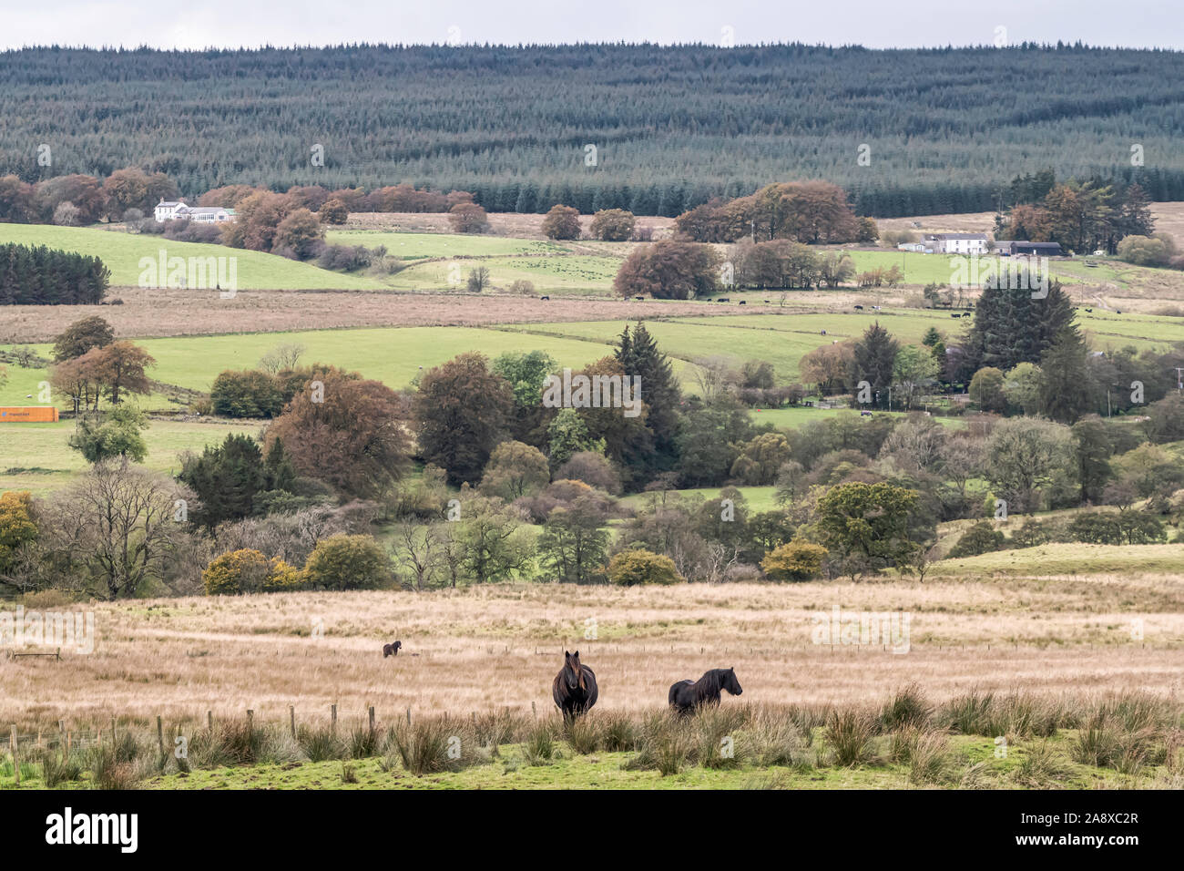 Bewcastle, Carlisle, Cumbria, England, UK. 15th October 2019. Fell ponies graze at Cleughside, just a couple of kilometers inside the English border n Stock Photo