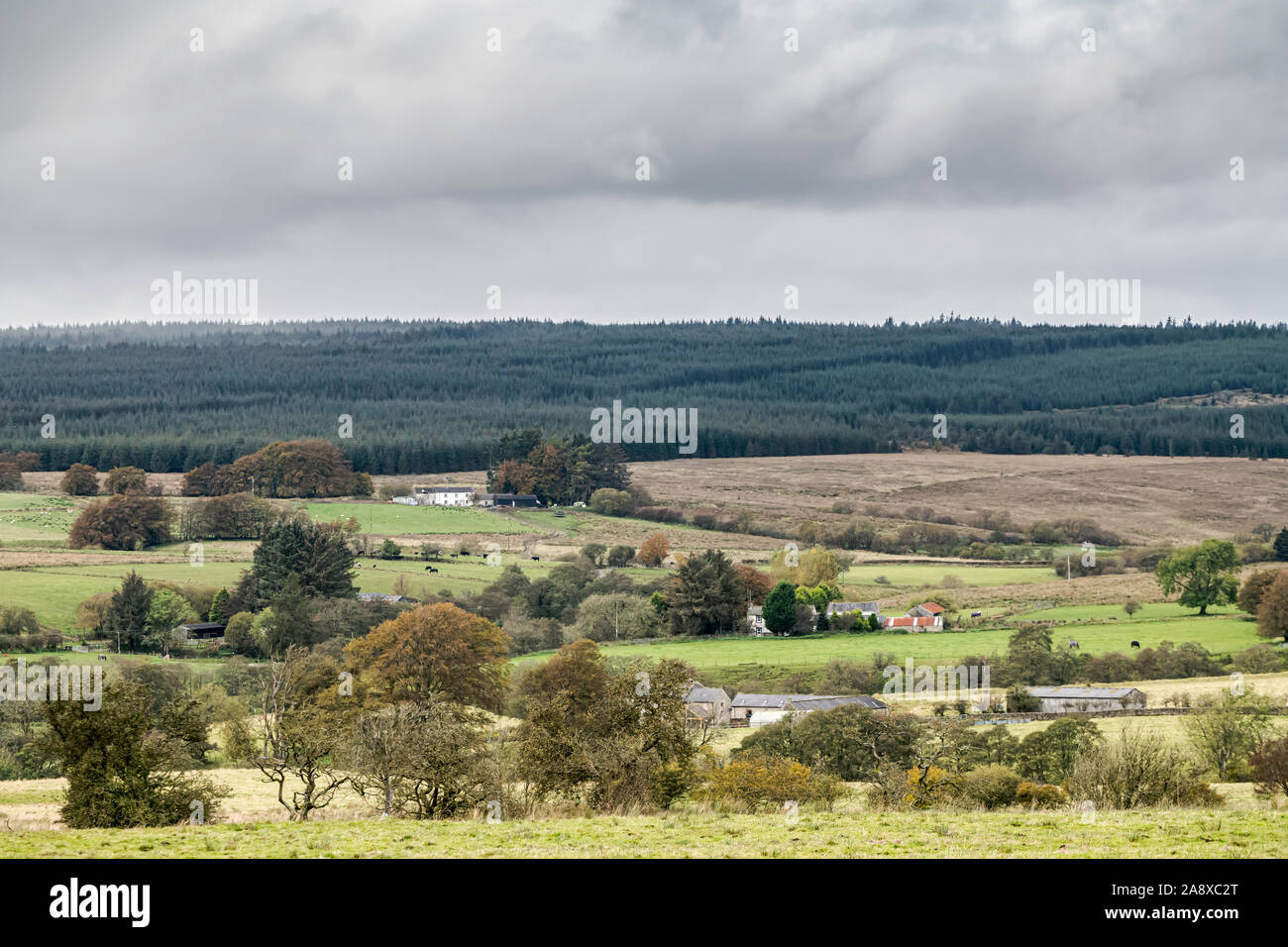 Bewcastle, Carlisle, Cumbria, England, UK. 15th October 2019. Fell ponies graze at Cleughside, just a couple of kilometers inside the English border n Stock Photo