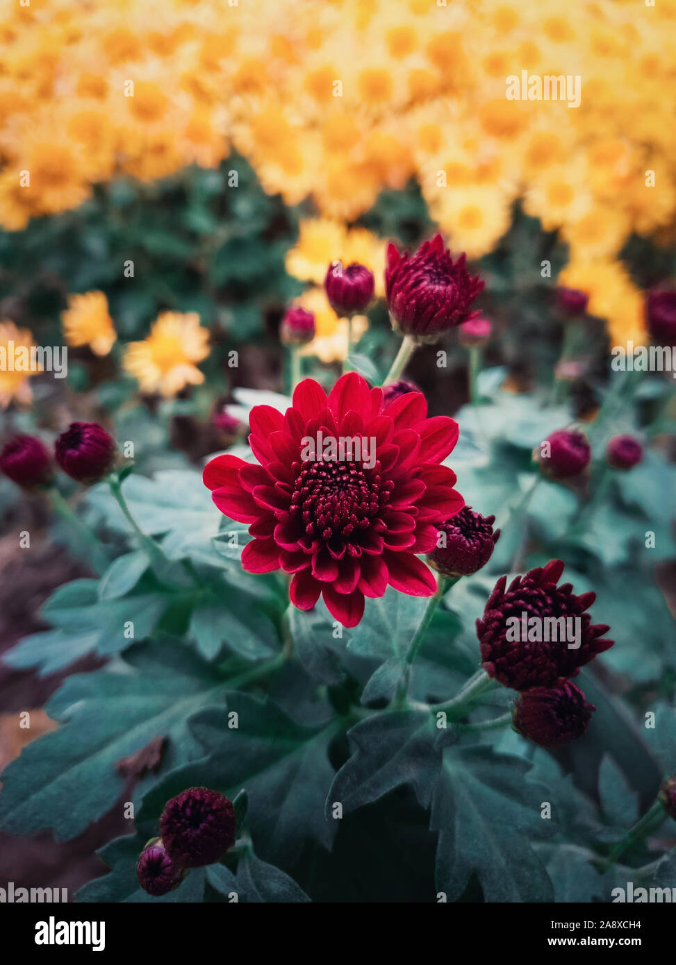 Close up of red chrysanthemums buds flowering in the garden. Blooming autumn flowers nature background. Vertical shot with blossoming crimson color ch Stock Photo