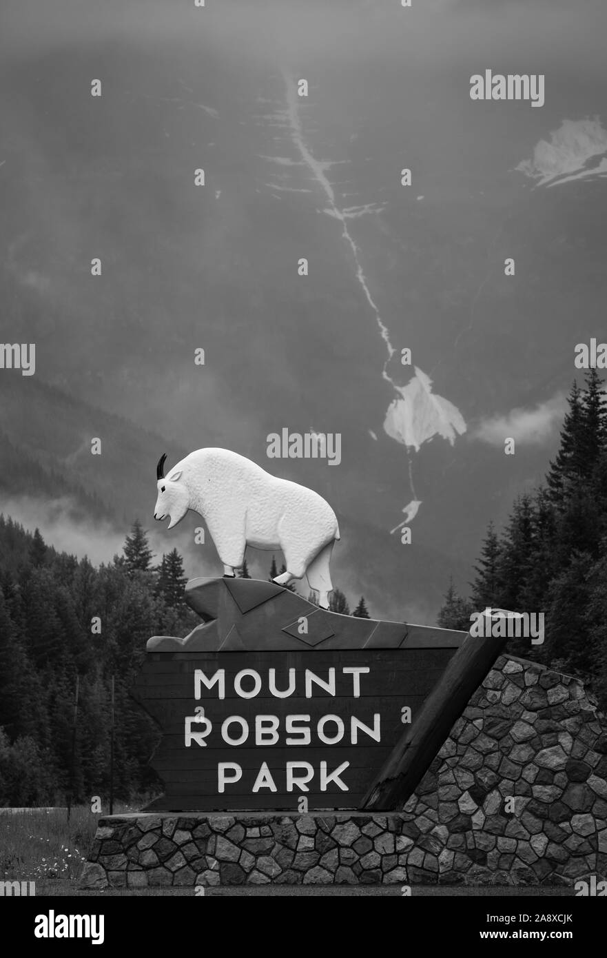 Mount Robson Mountain Sheep Stock Photo