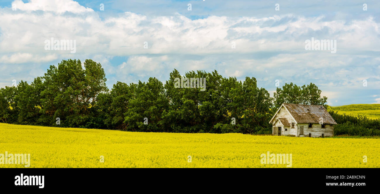 Panoramic View of Abandon Homestead House in a Canola Field, Alberta, Canada. Stock Photo