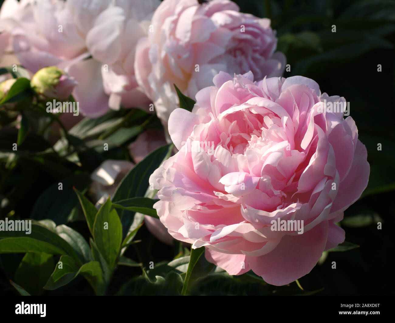 Peony Mrs. Franklin D. Roosevelt.  Double pink peony flower. Paeonia lactiflora (Chinese peony or common garden peony). Stock Photo