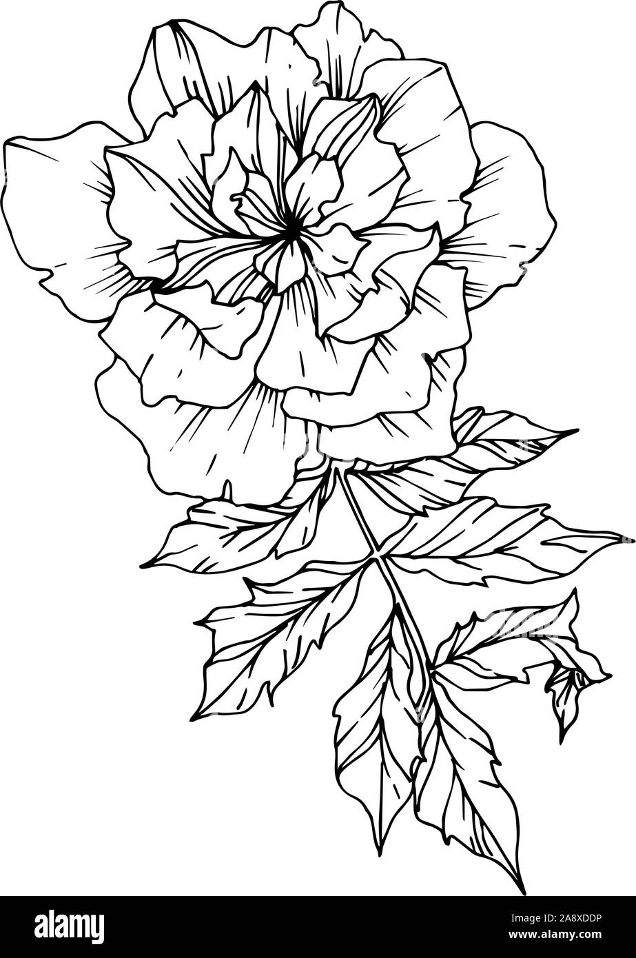 Marigold Flowers Black and White Stock Photos & Images Alamy