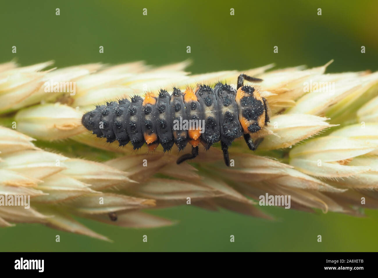 Dorsal view 7-spot Ladybird larva on grass seed head. Tipperary, Ireland Stock Photo