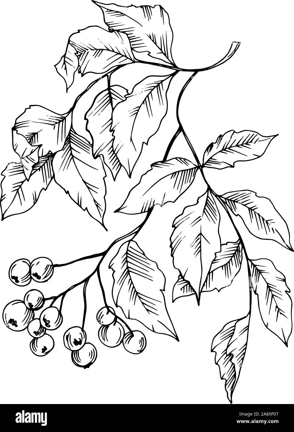 Vector Sorbus leaf and berries. Black and white engraved ink art. Isolated sorbus illustration element. Stock Vector