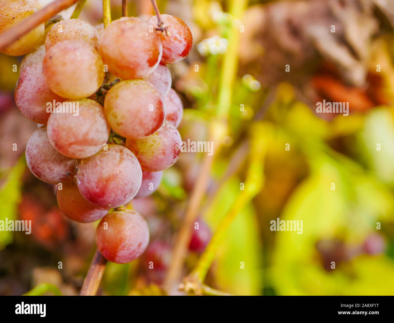 Large round grapes. Closeup of a large bunch of ripe red Verico grapes growing on a vine in the