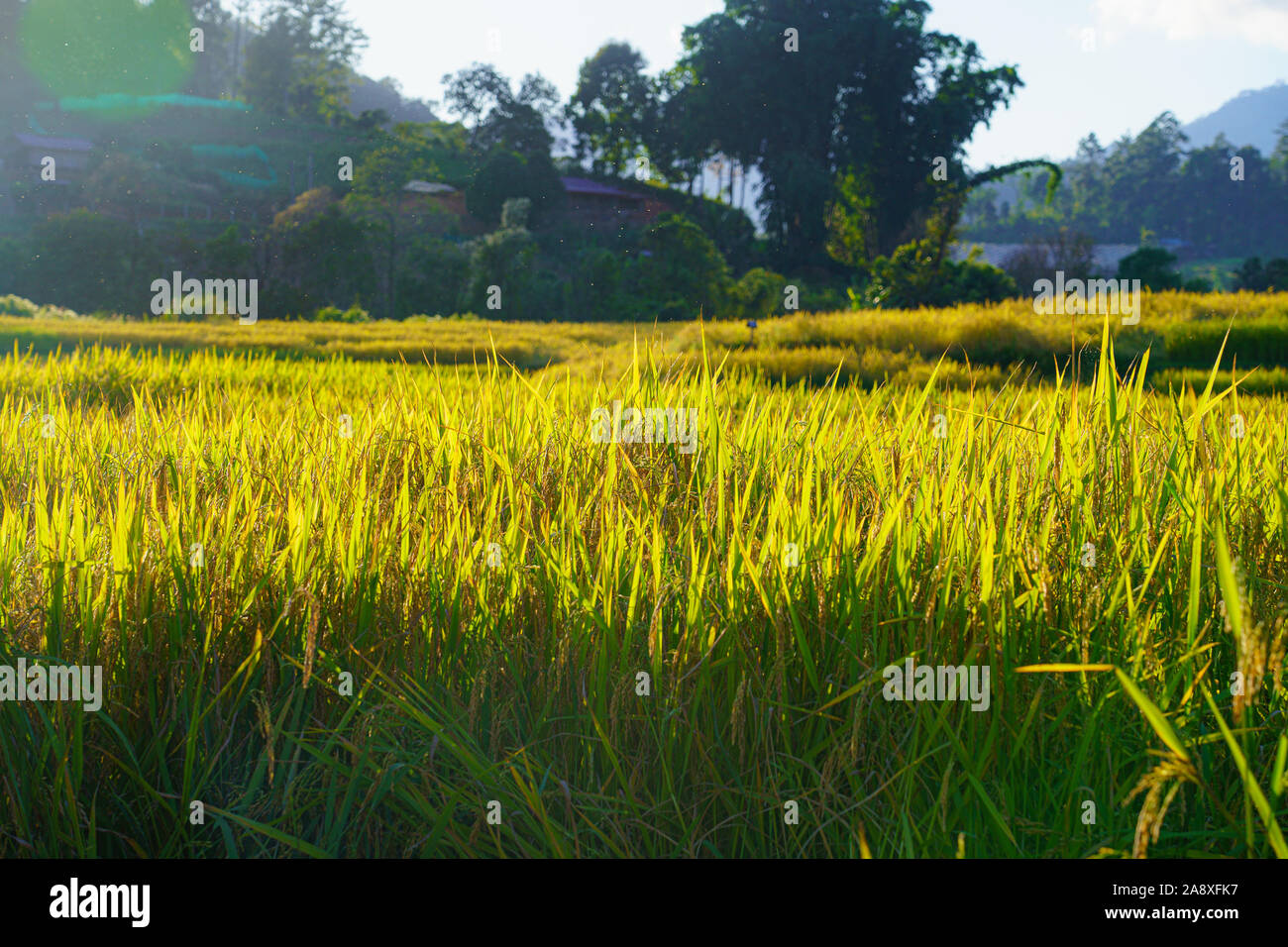 Low angle shot style. fresh paddy rice field, Lush green sunlight and ...