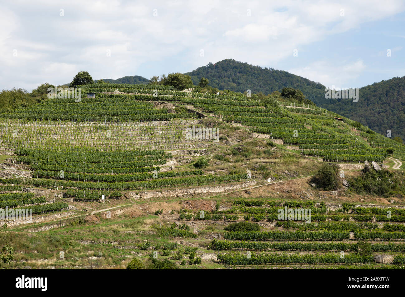 Vineyard at Spitz an der Donau, Wachau, Lower Austria, Austria, Europe Stock Photo