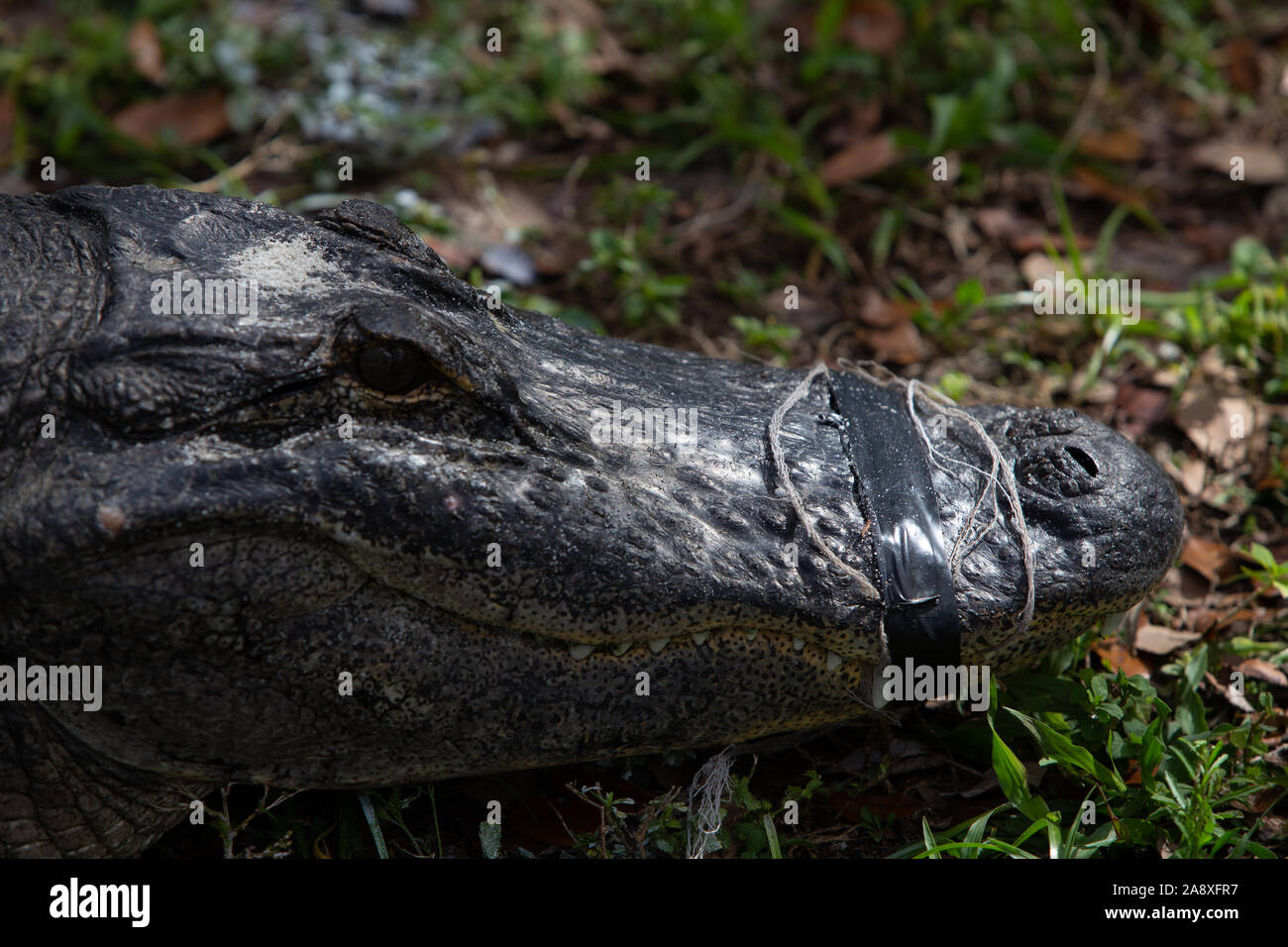 Alligator in Captivity  with tape holding its mouth shut. Stock Photo