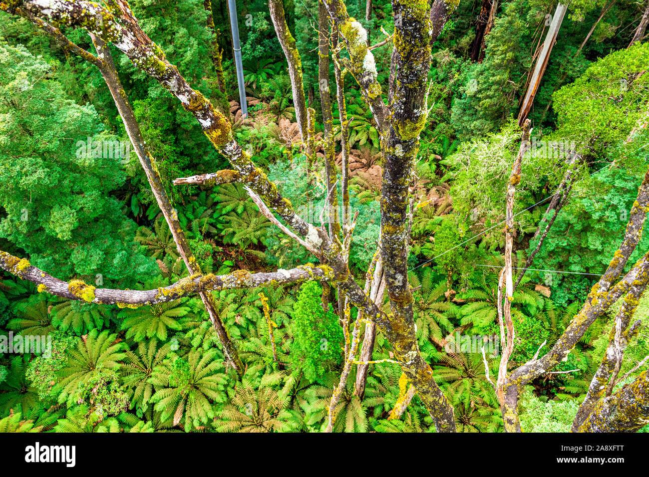Giant tree ferns hi-res stock photography and images - Alamy