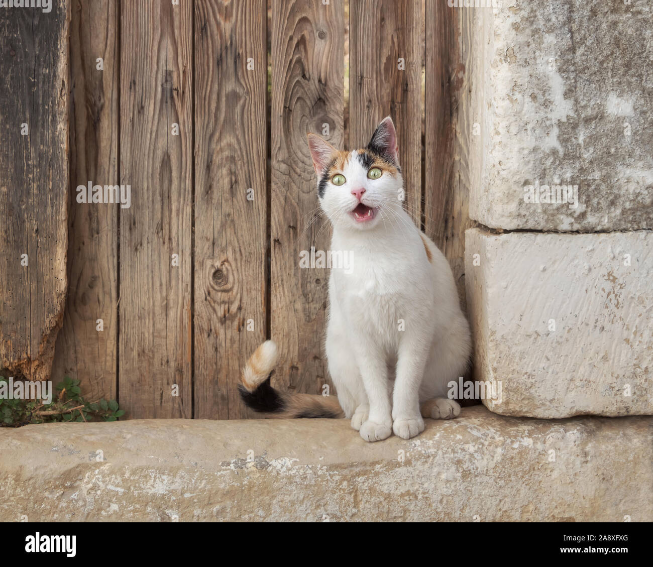 Funny cat looking with an amazed expression sitting in front of an old wooden door, the white kitty with calico color pattern is completely astonished Stock Photo
