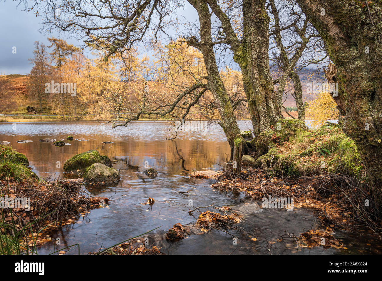 Looking across An Dubh Lochan through the trees in autumnal colours, Glen Spean, Scotland. 4 November 2019 Stock Photo