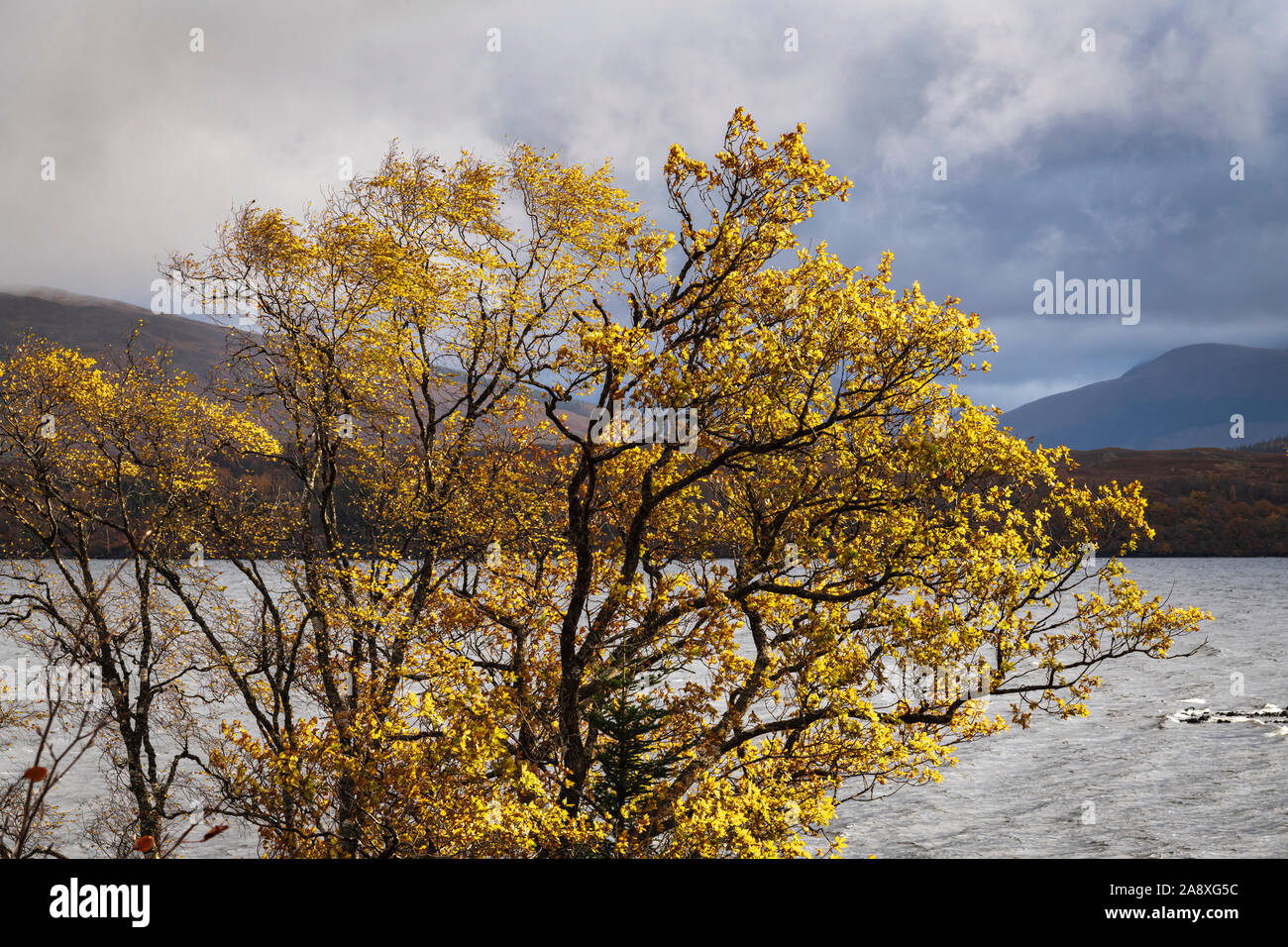Autumn coloured foliage on the shores of Loch Lochy in Lochaber near Fort William, Scotland. 4 November 2019 Stock Photo