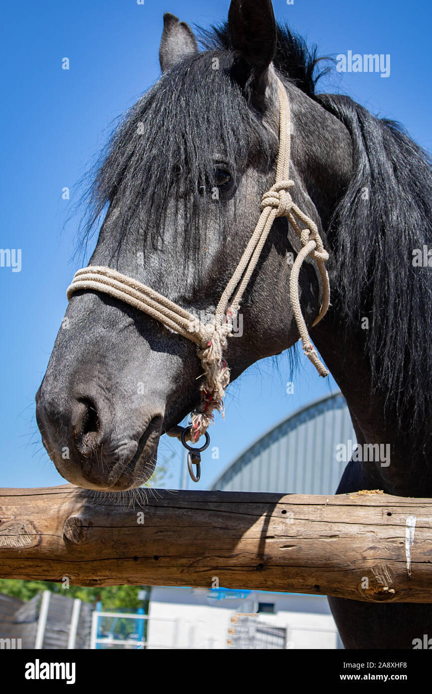 Black and white portrait of arabian horse Stock Photo - Alamy