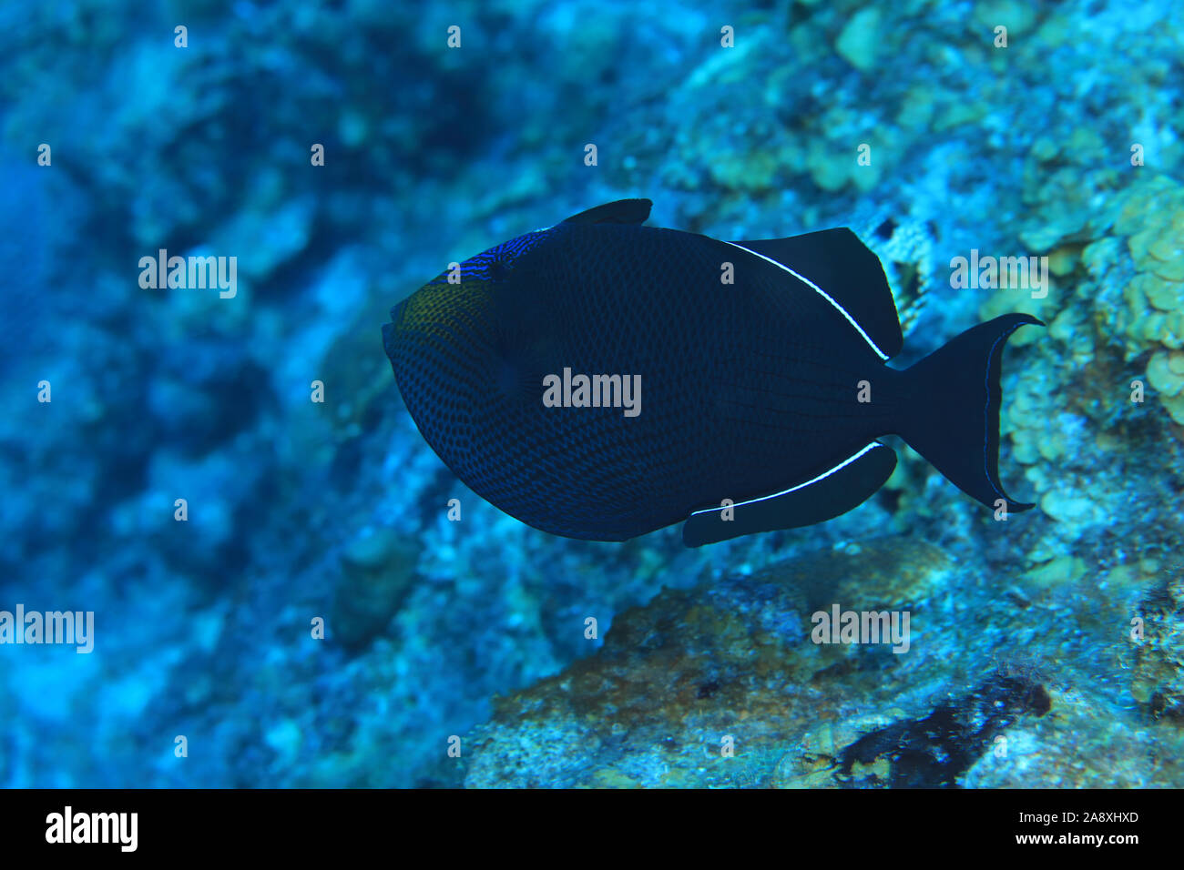 Black durgon triggerfish (Melichthys niger) underwater in the caribbean sea of Bonaire Stock Photo