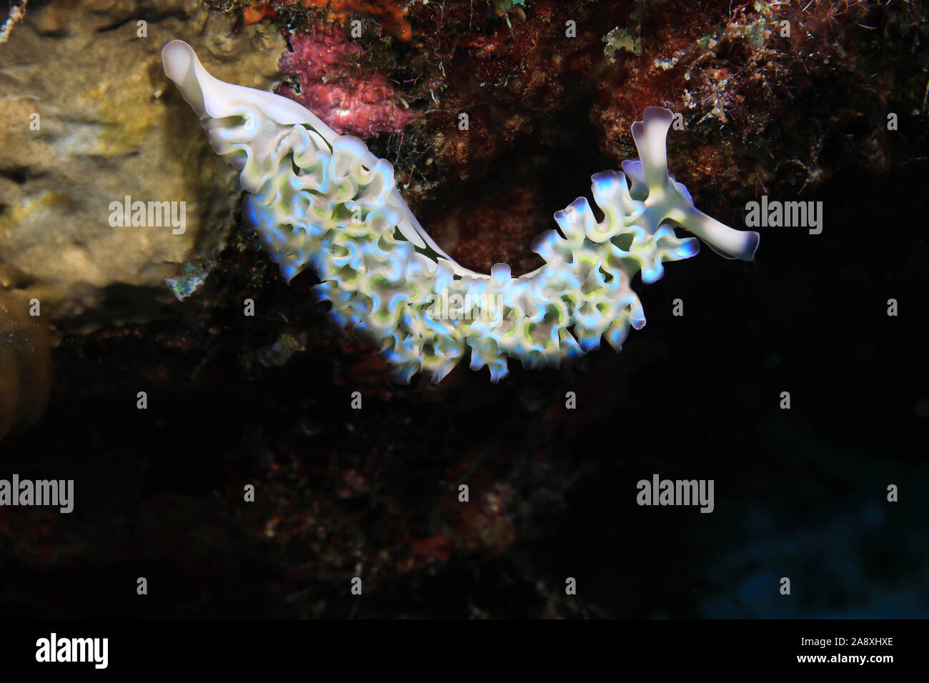 Lettuce sea slug (Tridachia crispata) underwater in the caribbean sea