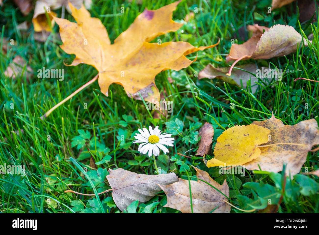 Little oxeye daisy, oxeye daisy or dog daisy, in the green grass in