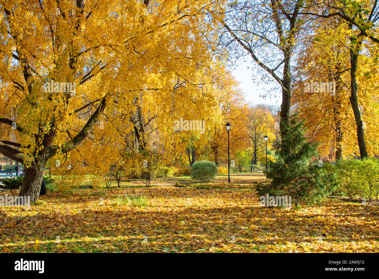 Beautiful park in autumn with old street lamps and benches, trees and ...