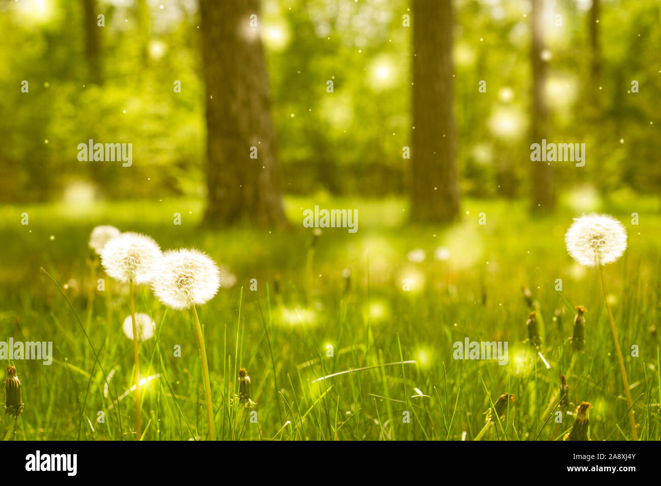 White dandelions green field in a summer forest Stock Photo