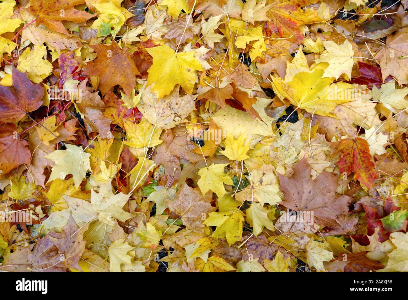 Colourful autumn leaves of the London Plane tree covering a woodland floor, UK Stock Photo