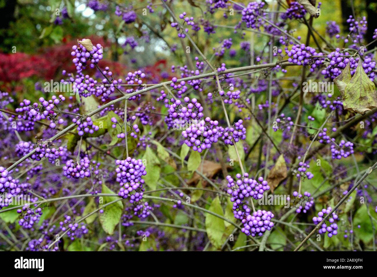 Close up of the blue violet berries of the shrub Callicarpa bodinieri Stock Photo