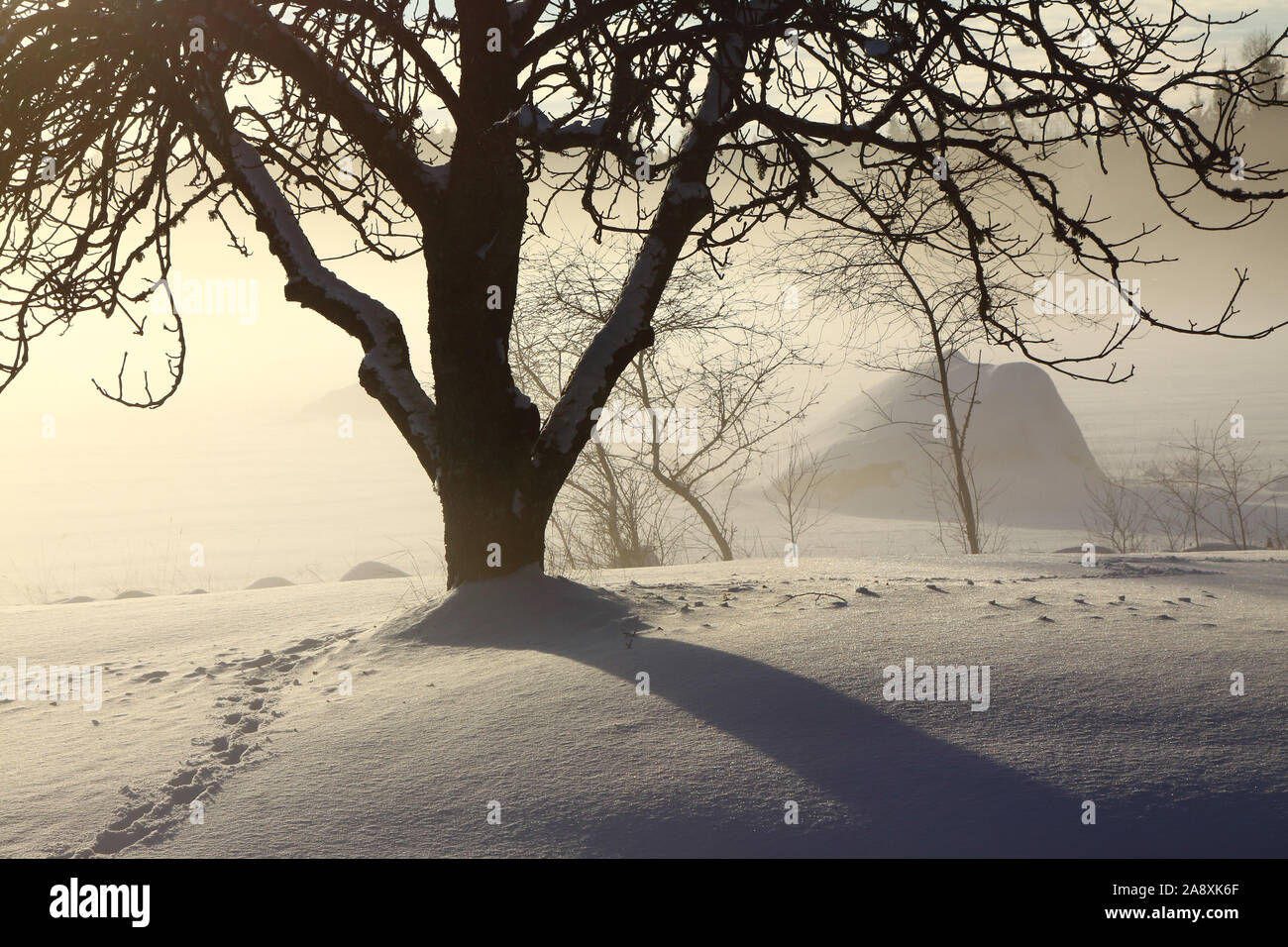 Silhouette of a chestnut tree standing alone in the snow surrounded by chilly fog. Stock Photo