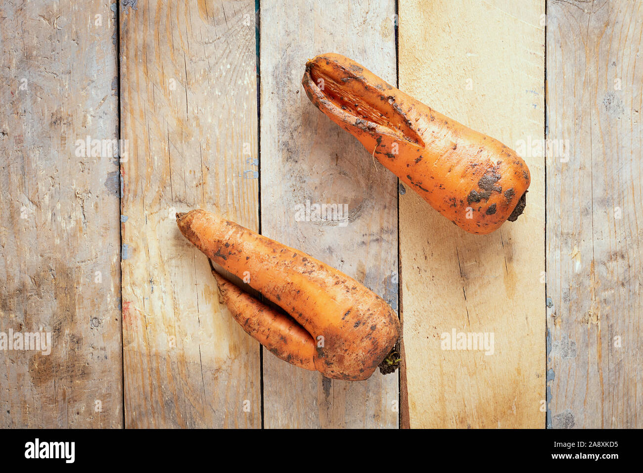 Two ugly trend carrots lying on wooden table. Flat lay Stock Photo