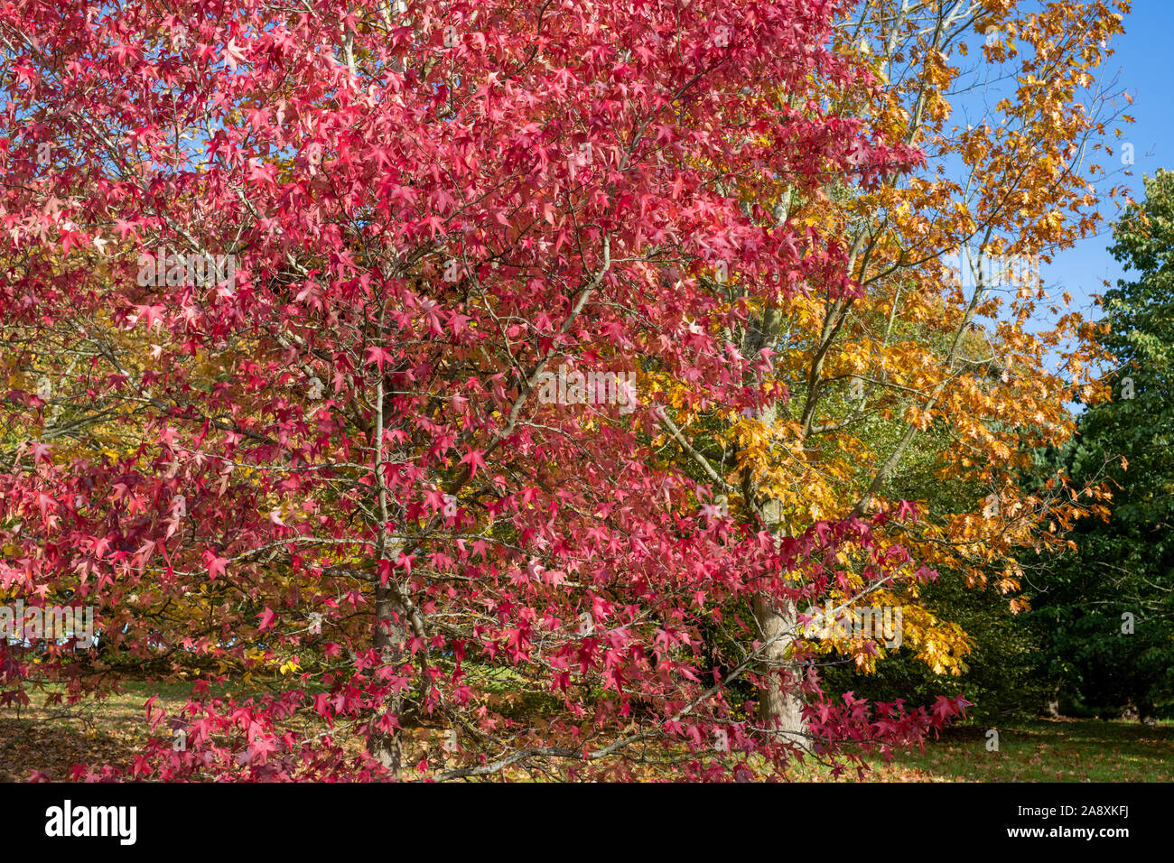 Liquidambar styraciflua ‘Thea’. Sweet Gum tree in autumn at RHS Wisley Gardens, Surrey, UK Stock Photo
