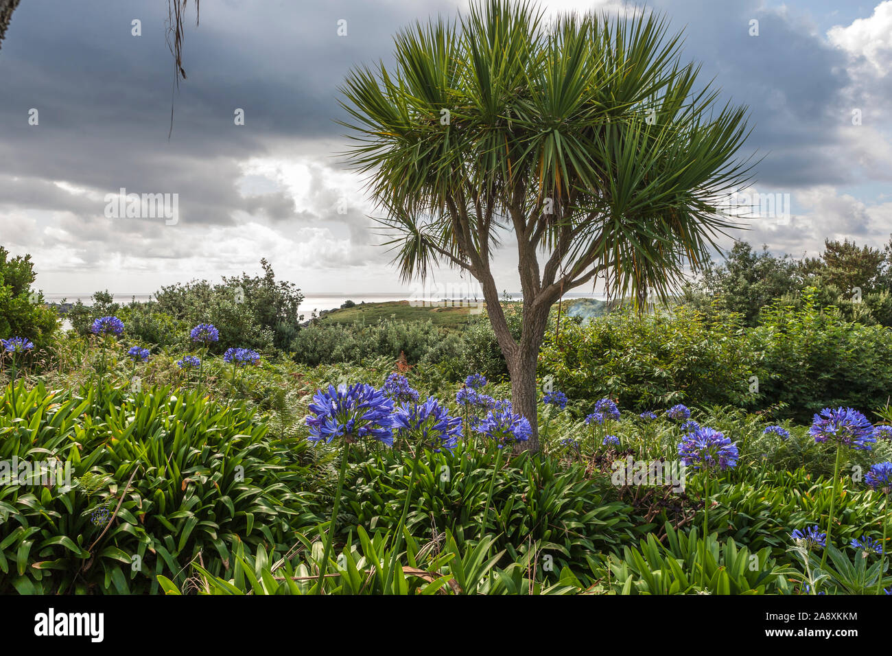 Agapanthus flowering in a garden in Higher Town on St. Agnes, Isles of Scilly, Cornwall, England, UK Stock Photo