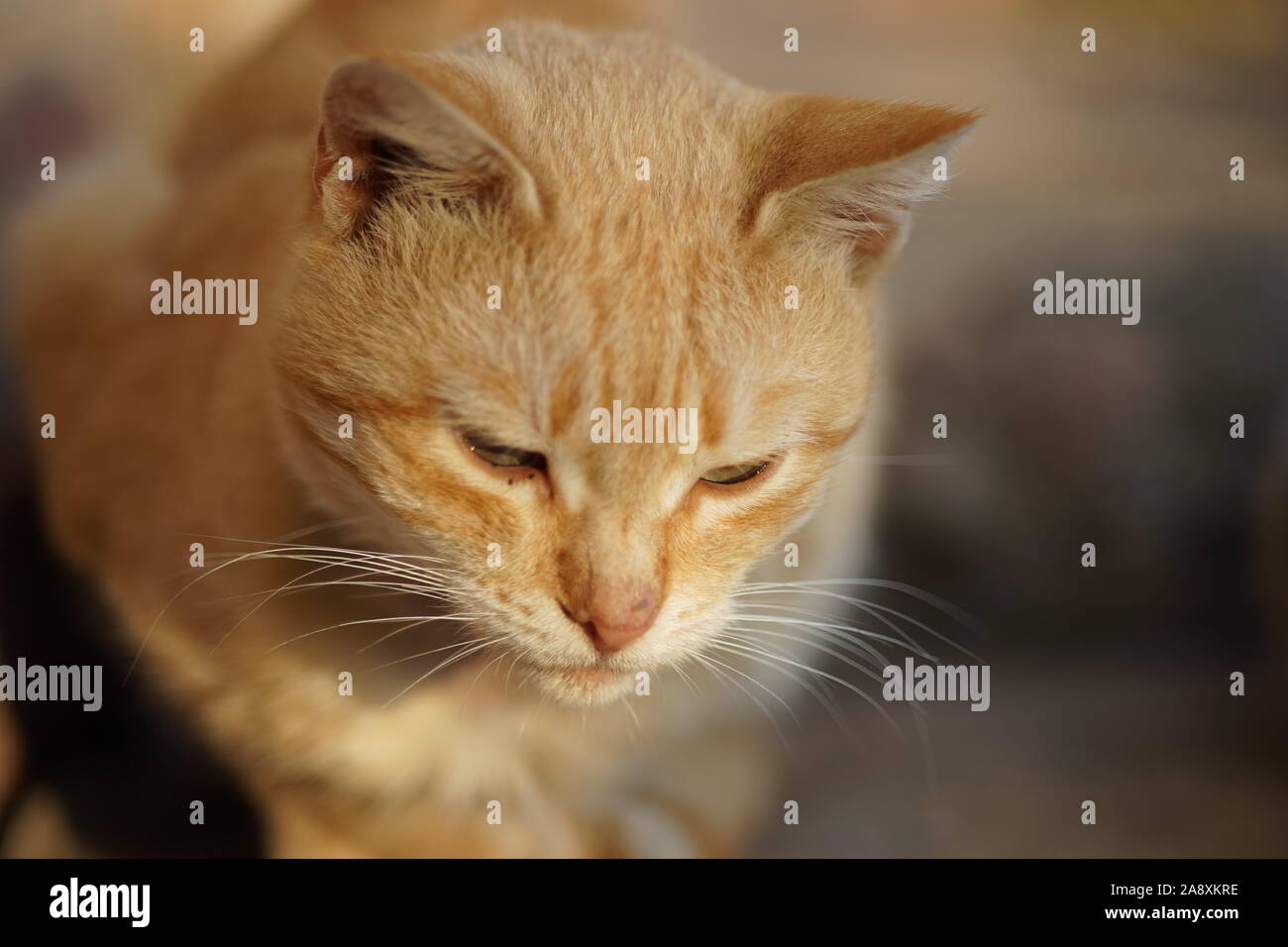 Homeless ginger cat resting on the street Stock Photo Alamy
