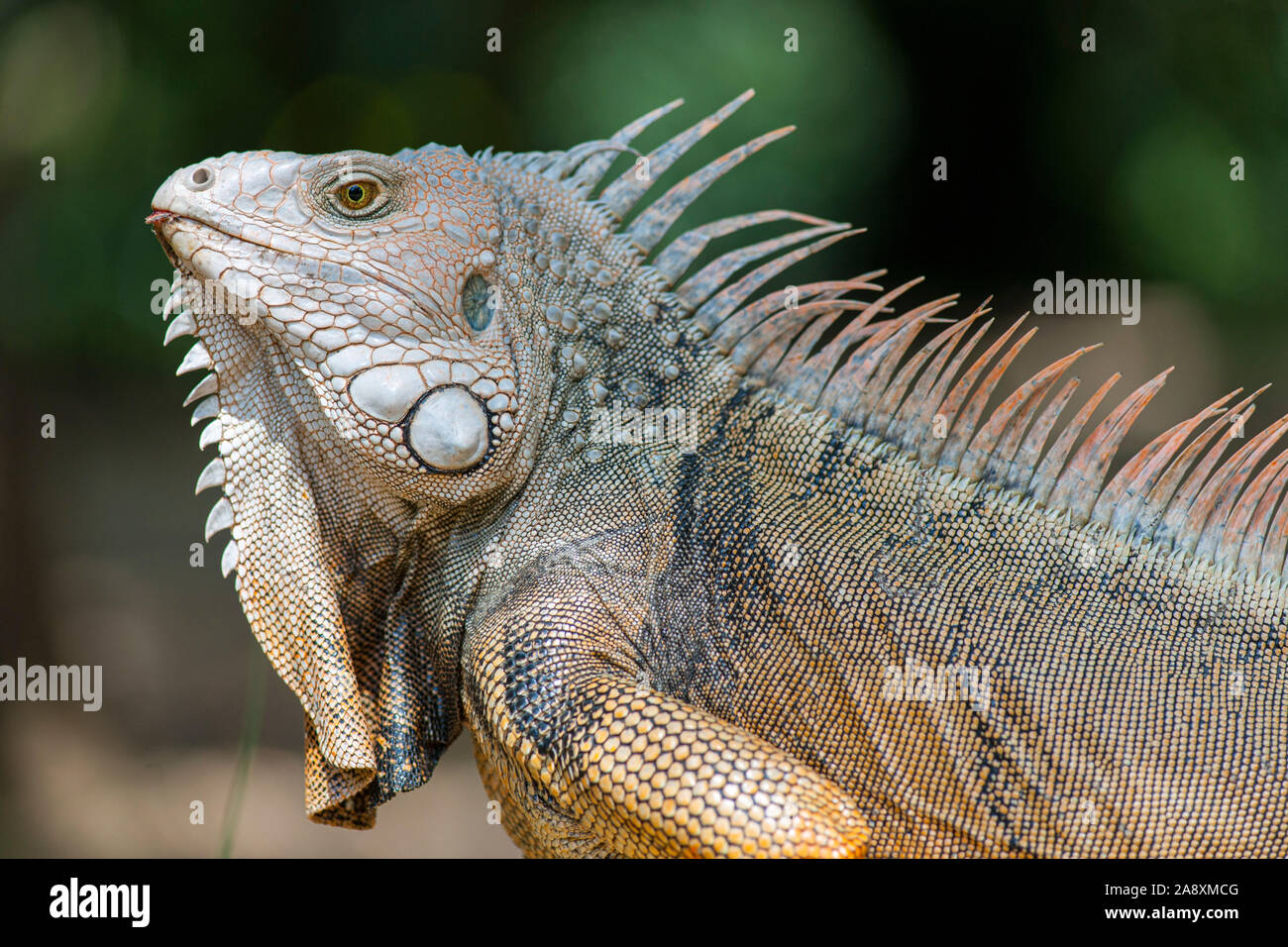 Iguana in the botanical gardens of Medellin, Colombia. Stock Photo