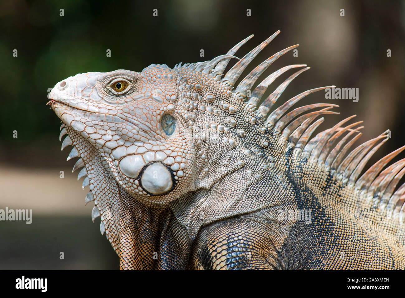 Iguana in the botanical gardens of Medellin, Colombia. Stock Photo