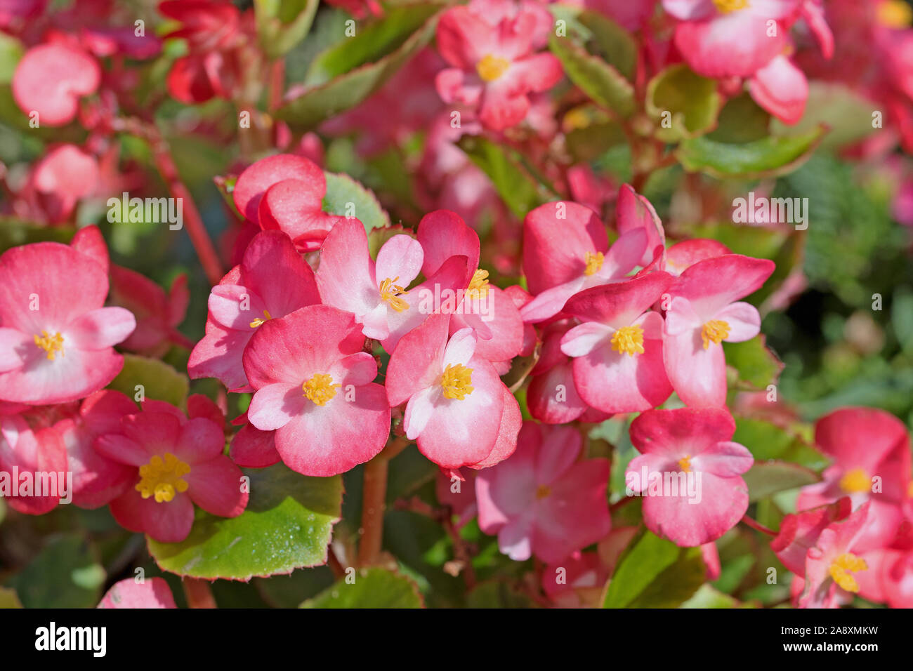 Flowering Icebegonias,Begonia semperflorens Stock Photo