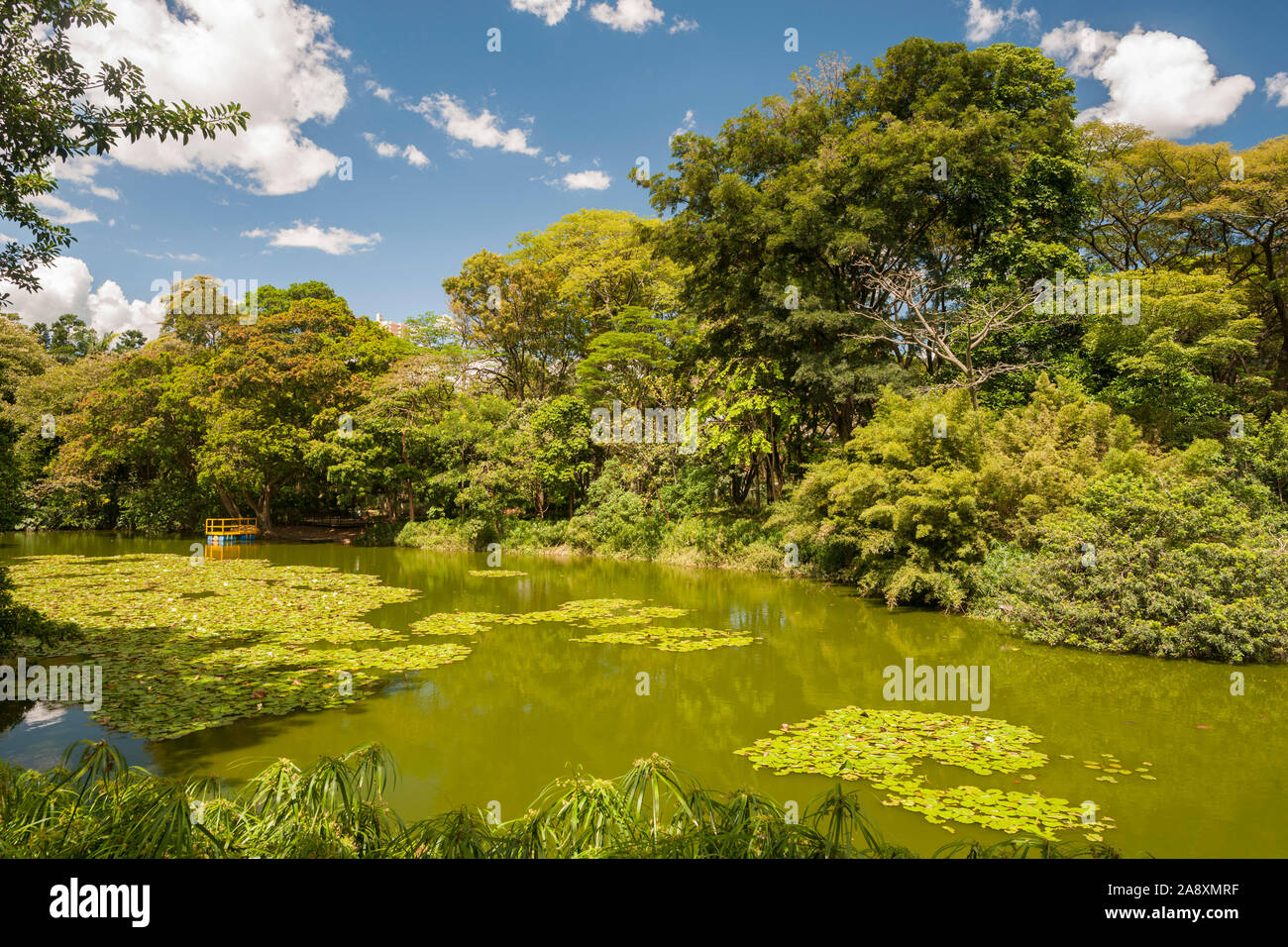 The botanical gardens in Medellin, Colombia. Stock Photo