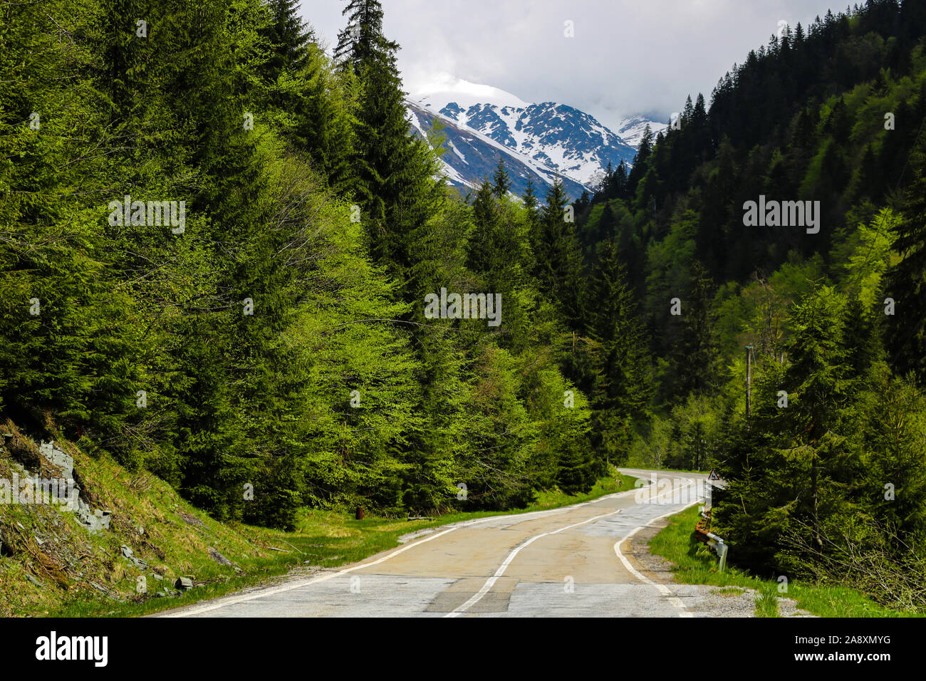 Dark green dense forests in Romania. Nature background. Out of focus Stock Photo