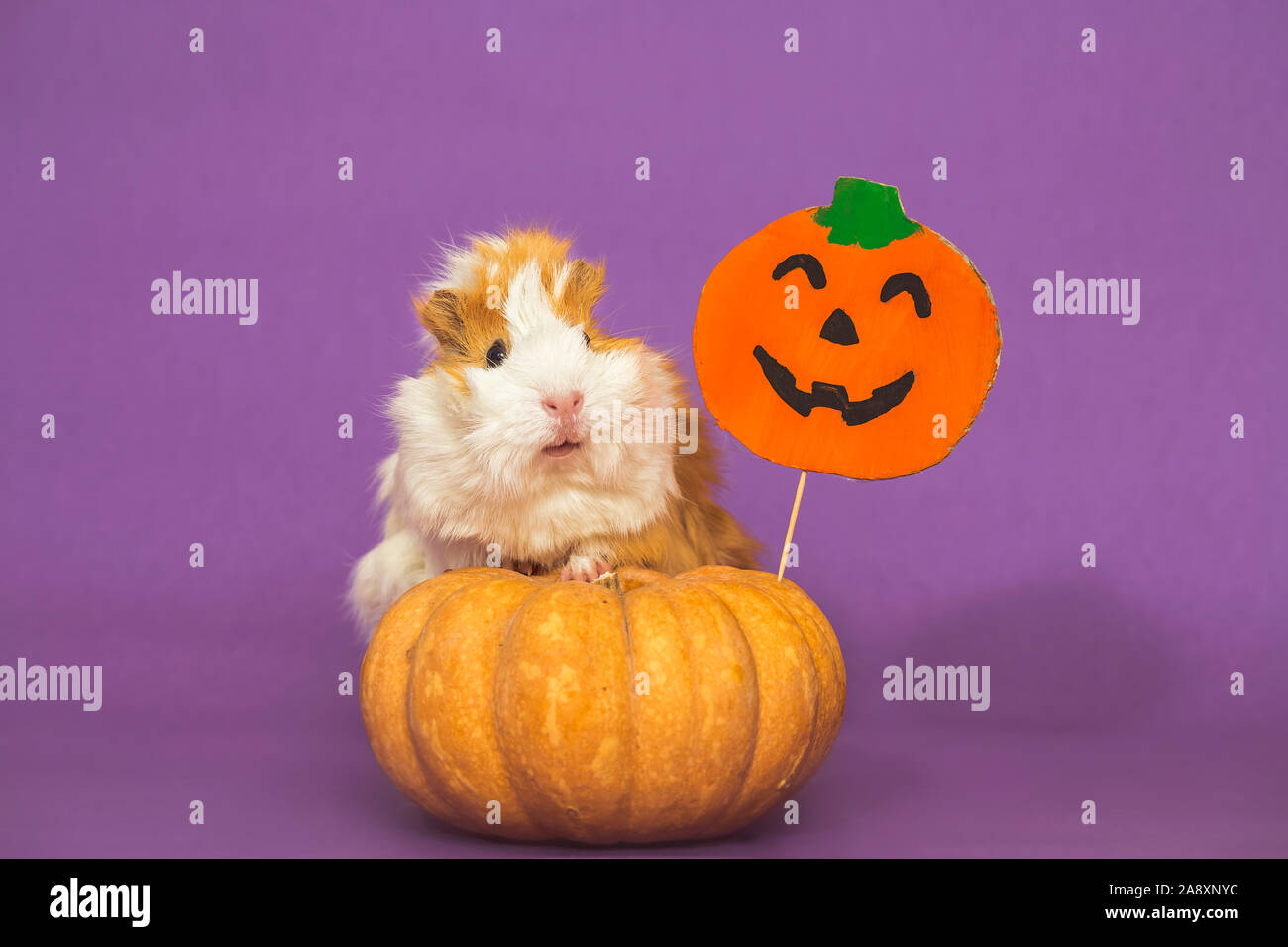 Little Guinea pig on the pumpkin Stock Photo - Alamy - Guinea Pig Pumpkin And Radish Recipes